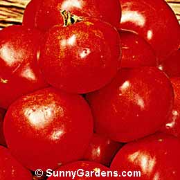 Lycopersicon esculenta, Cherry Tomato