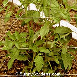 Lycopersicon esculentum, Fantastic Tomato