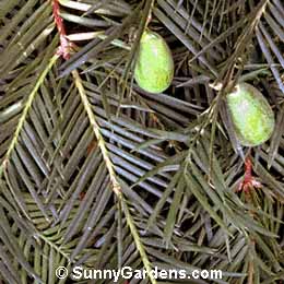 Torreya californica, California Nutmeg, California Nutmeg-Yew