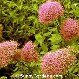 Trachelium caeruleum, Common Throatwort