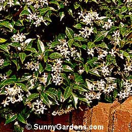 Trachelospermum jasminoides, Star Jasmine, Confederate Jasmine