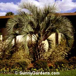 Trachycarpus fortunei, Windmill Palm, Chamaerops excelsa