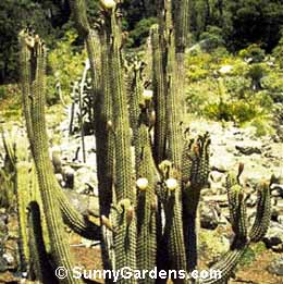 Trichocereus chilensis