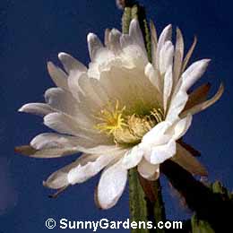 Trichocereus pachanoi