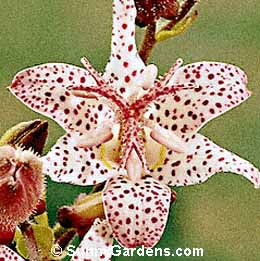 Tricyrtis hirta, Toad Lily