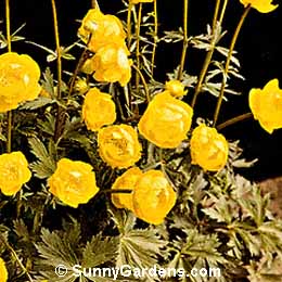 Trollius x cultorum, Globe Flower