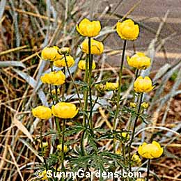 Trollius europaeus