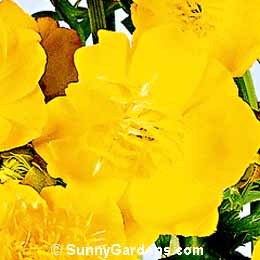 Trollius ledebourii, Ledebour Globeflower