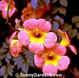 Campsis grandiflora, Chinese Trumpet Creeper, Trumpet Vine, Bignonia