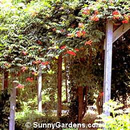 Campsis radicans, Yellow Trumpet Creeper, Trumpet Vine, Bignonia