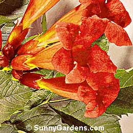 Campsis x tagliabuana, Trumpet Vine, Bignonia