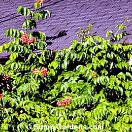 Distictis buccinatoria, Scarlet Trumpet Vine, Blood Red Trumpet Vine, Phaedranthus buccinatorius