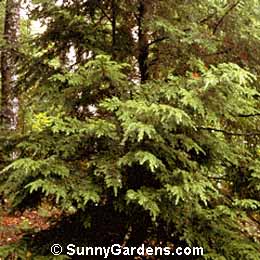 Tsuga canadensis, Canada Hemlock, Eastern Hemlock