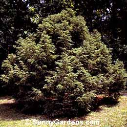 Tsuga canadensis