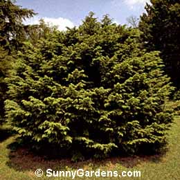Tsuga canadensis