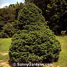 Tsuga canadensis