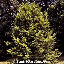 Tsuga canadensis