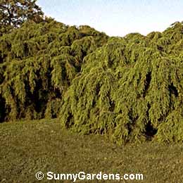 Tsuga canadensis, Weeping Hemlock