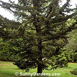 Tsuga caroliniana, Carolina Hemlock