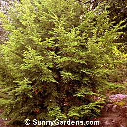 Tsuga diversifolia, Japanese Hemlock, Northern Japanese Hemlock