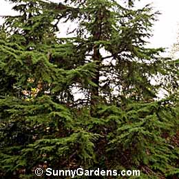 Tsuga heterophylla, Western Hemlock