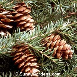 Tsuga mertensiana, Mountain Hemlock