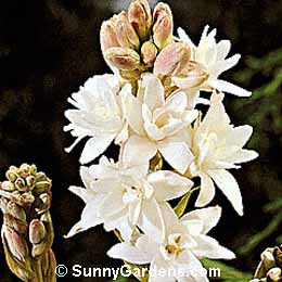 Polianthes tuberosa, Tuberose