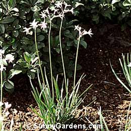 Tulbaghia violacea, Society Garlic