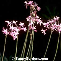 Tulbaghia violacea, Variegated Society Garlic