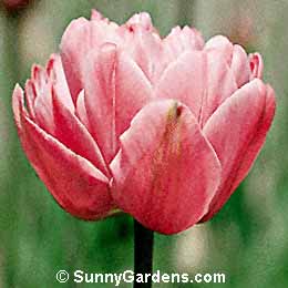 Tulipa, Tulip