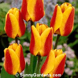 Tulipa, Tulip