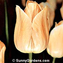 Tulipa, Tulip