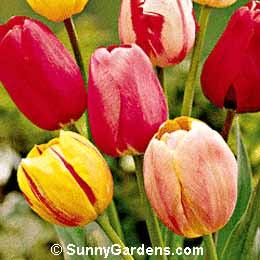 Tulipa, Tulip