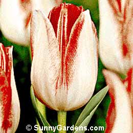 Tulipa, Tulip