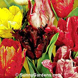 Tulipa, Tulip