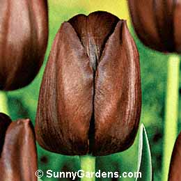 Tulipa, Tulip