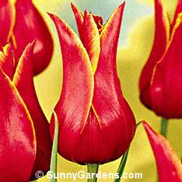 Tulipa, Tulip