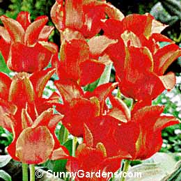Tulipa, Tulip
