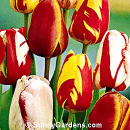 Tulipa, Tulip