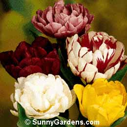 Tulipa Double Flowering, Tulip
