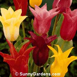 Tulipa Lily Flowering, Tulip
