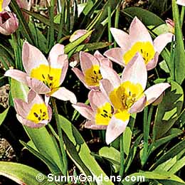 Tulipa saxitalis, Cliff Tulip