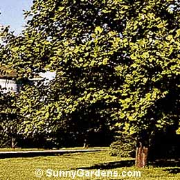 Liriodendron tulipifera, Tree Tulip