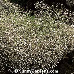 Petrorhagia saxifraga, Tunic Flower, Coat Flower