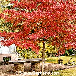 Nyssa sylvatica, Black Tupelo, Sour Gum