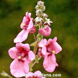 Diascia rigescens, Twinspur