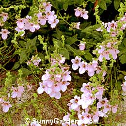 Diascia vigilis, Twinspur, Dianthus elegans