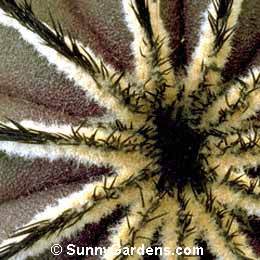 Uebelmannia pectinifera