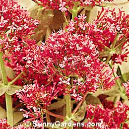 Centranthus ruber, Jupiter's Beard