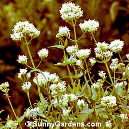 Centranthus ruber, Red Valerian, Jupiter's Beard, Fox's Brush